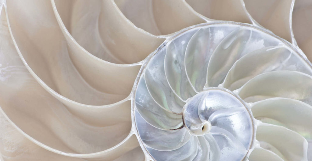Equate_Feng_Shui_Nautilus_header1