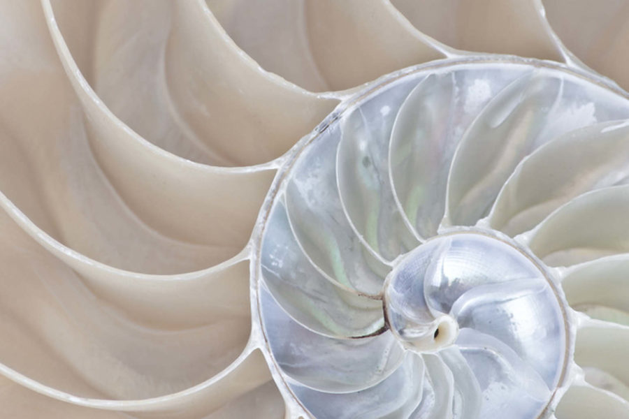 Equate_Feng_Shui_Nautilus_header1