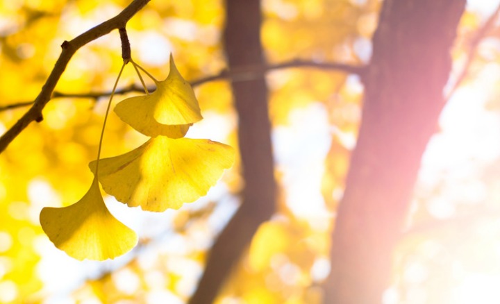 Gingko tree - Equate Aligned Environments