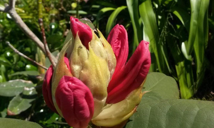 Garden planning: Choosing plants to align with your senses