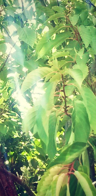 equate light tree rn