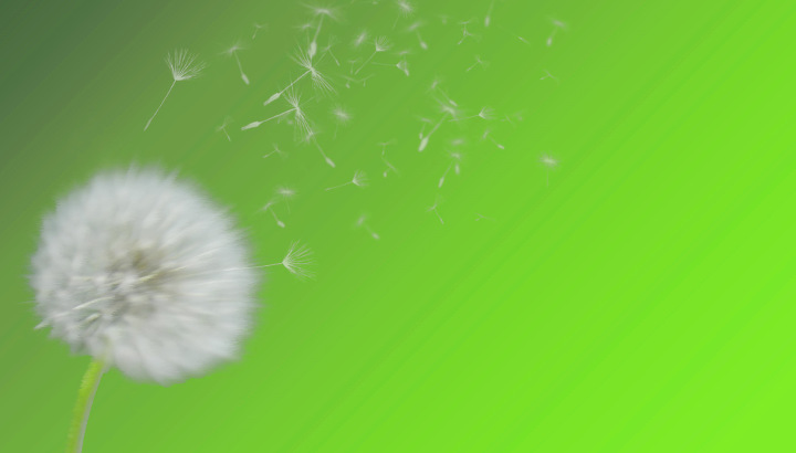 declutter dandelion