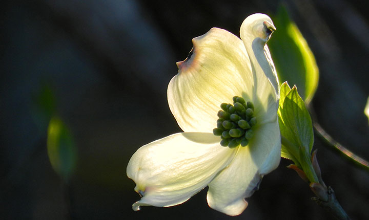 Beauty_Equate_Feng_shui_NZ