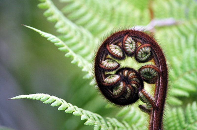 Fern-frond_Equate-Feng-Shui-NZ