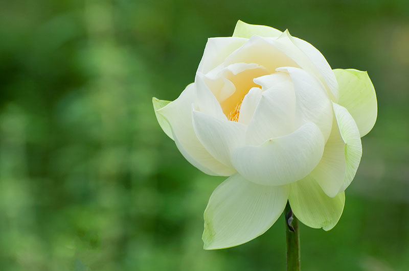 Beuatifulwhite lotus on a green background