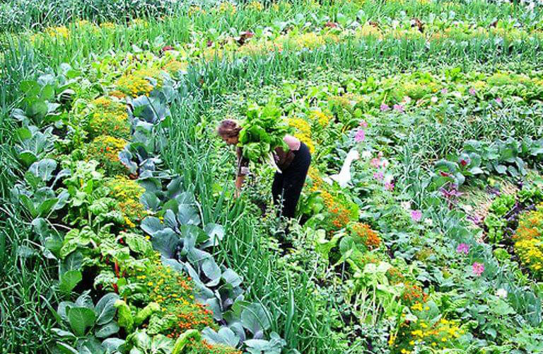 Vegetable garden at the Eden Project in Cornwall UK. Photo by Franie Treetops @ Flickr