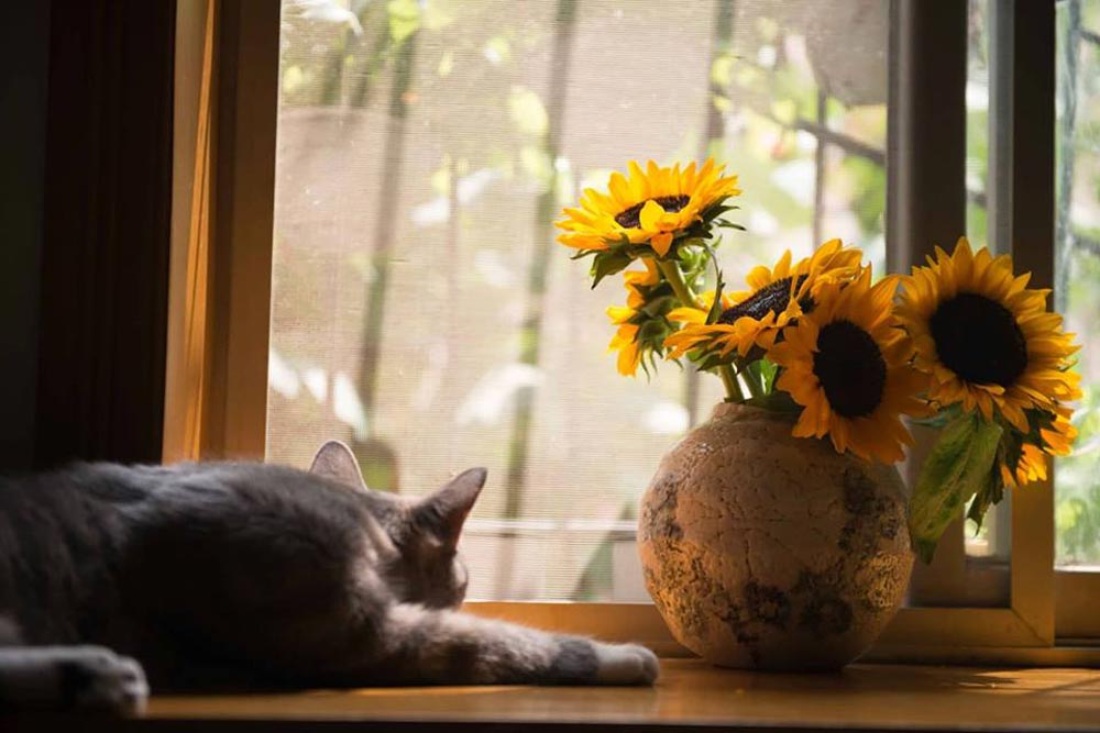 Nurture spaces cats get it. Cat in front of a window finding the perfect spot - Equate Feng Shui NZ
