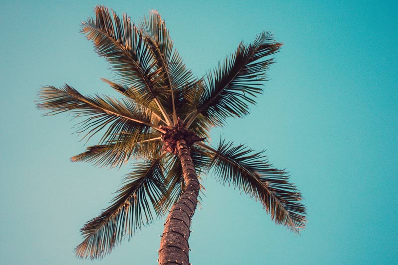 Equate-Feng-Shui-Hawaii-blue-sky-clear-sky-coconut-1068989