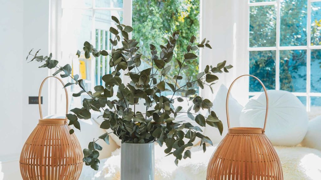 Nice white interior shot of eucalyptus in a vase in front of windows with white cushions and basketry lanterns