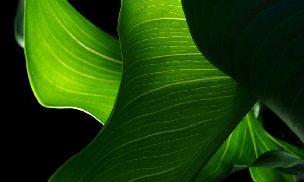 Beautiful striping on an indoor house plant