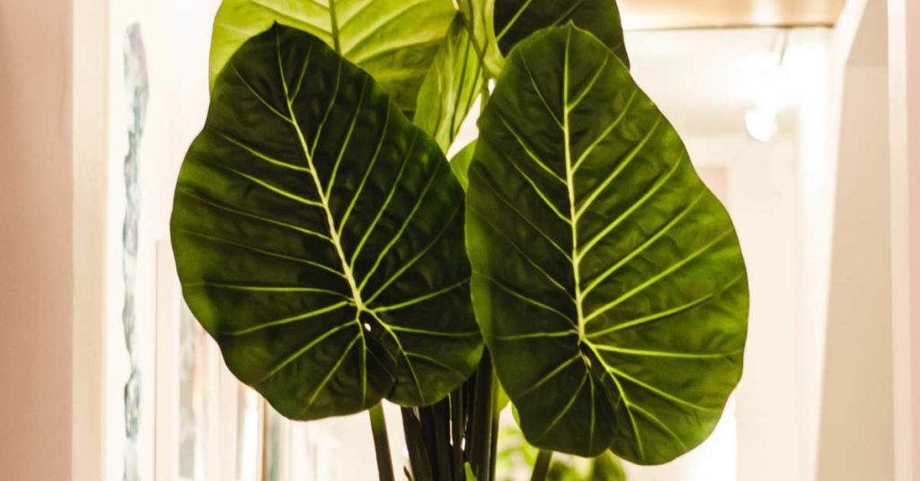 Beautiful big green leaves of a house plant