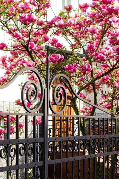 magnolia and metal gates