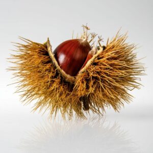 A chestnut being revealed from its spiky shell Autumn-Energetic-Shifts-with-Equate-Feng-Shui