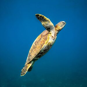 Turtle floating in a big blue ocean
