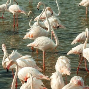 A mass of flamingos - energy, flow, imperfection. Photo by Stanislav Rozhkov on UnSplash