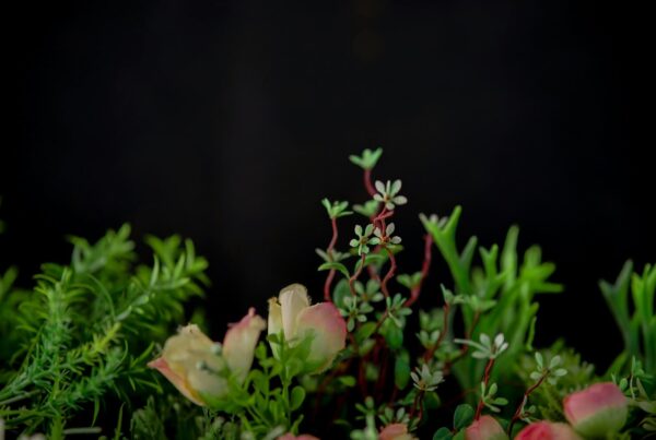 A collection of plants against a black background