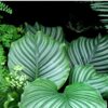 Indoor Plants Feng Shui Equate NZ
