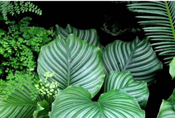 Indoor Plants Feng Shui Equate NZ