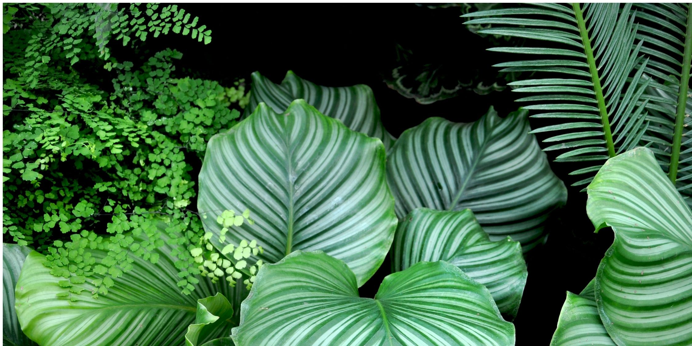 Harnessing Harmony: How Indoor Plants Transform Your Space with Feng Shui